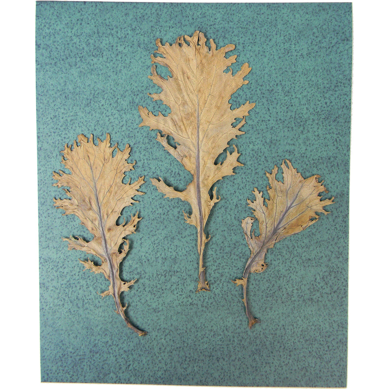 Cyanotype Store Cyanotype Paper (8 x 10", Mixed Color, 12 Sheets)
